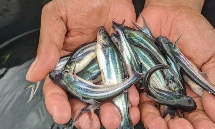 Ikan patin, Sumber: iknpos.id