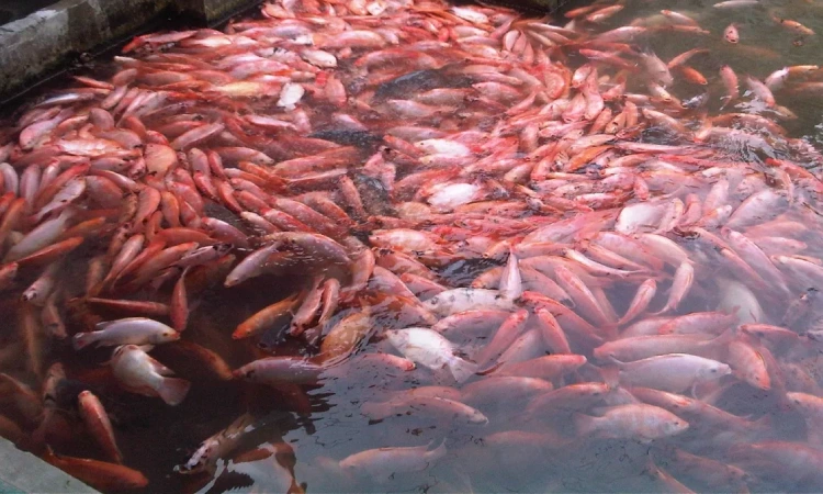 Panen ikan nila, Sumber: inigresik.com