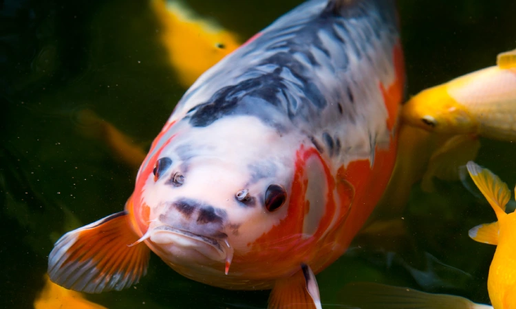 Shuhui Koi, Sumber: googleusercontent.com