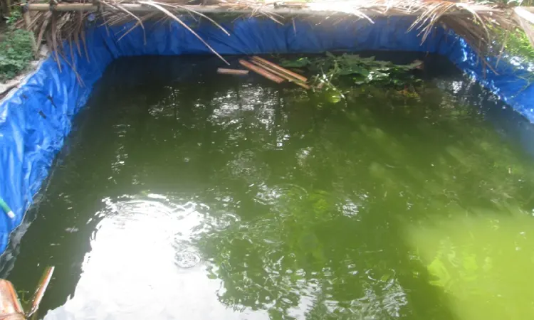 Menjaga suhu ideal kolam lele, Sumber: agrokomplekskita.com