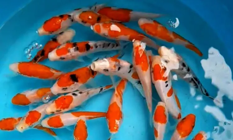 Bibit ikan koi, Sumber: shopee.co.id