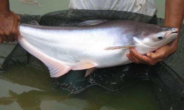 Ikan patin siam, Sumber: unair.ac.id