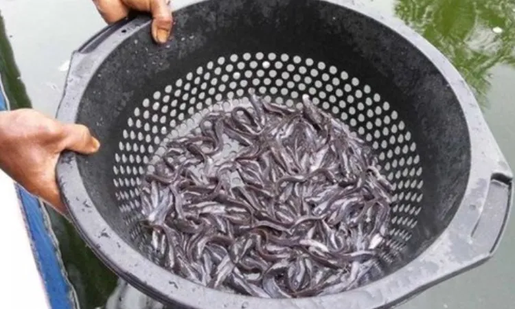 Perlunya sortir ikan, Sumber: indonetwork.co.id