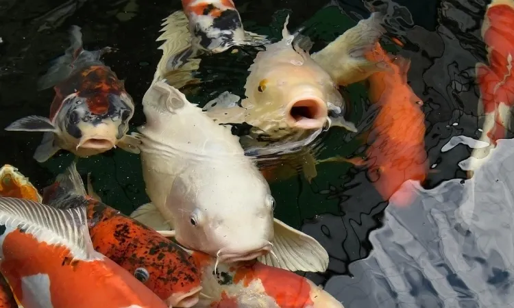 Tanda ikan koi stres, Sumber: pexels.com