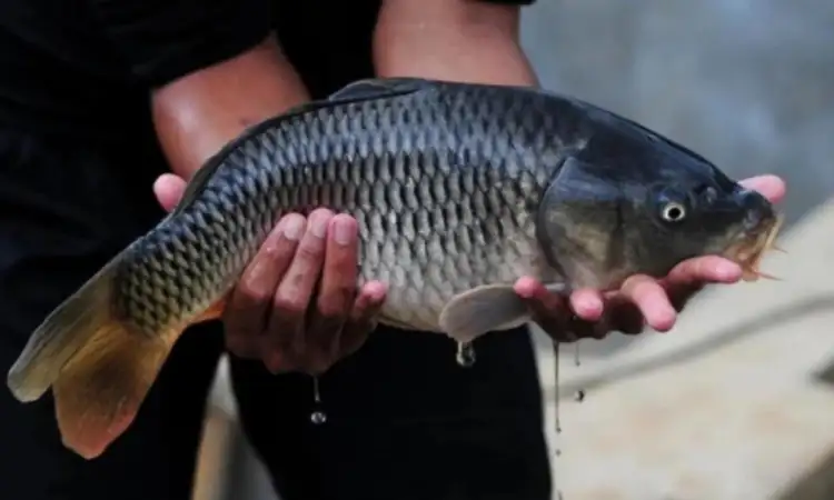 Kelebihan ikan mas majalaya, Sumber: republika.co.id