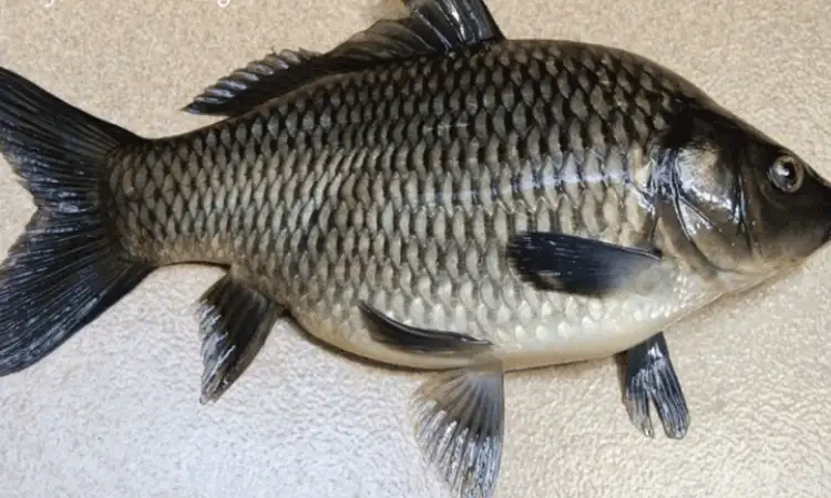 Varietas ikan mas majalaya, Sumber: jambiprov.go.id