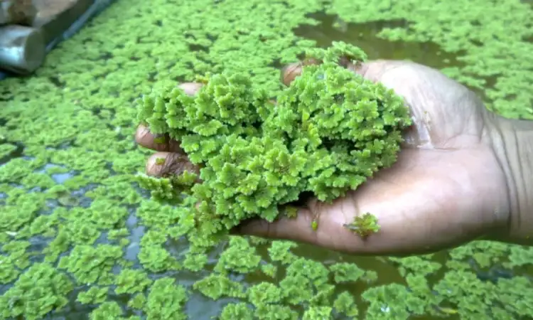 Daun azzola, Sumber: bp4kgresik.wordpress.com