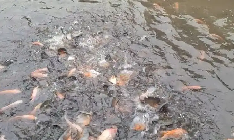 Ikan bawal susah makan, Sumber: youtube.com