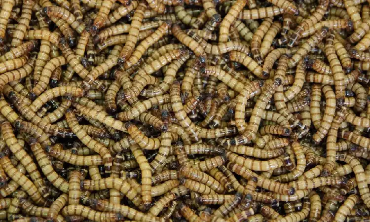 Pakan maggot, Sumber: envira.id
