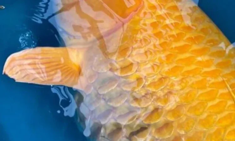 Gejala dropsy ikan koi, Sumber: perfectpondsandkoi.co.uk