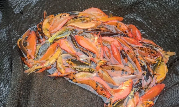 Ikan Mas Lokal, Sumber: facebook.com