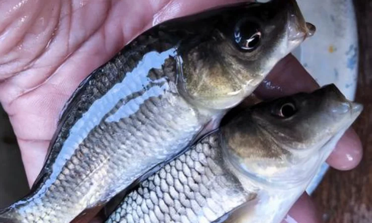 Mas Majalaya, Sumber: tokopedia.com