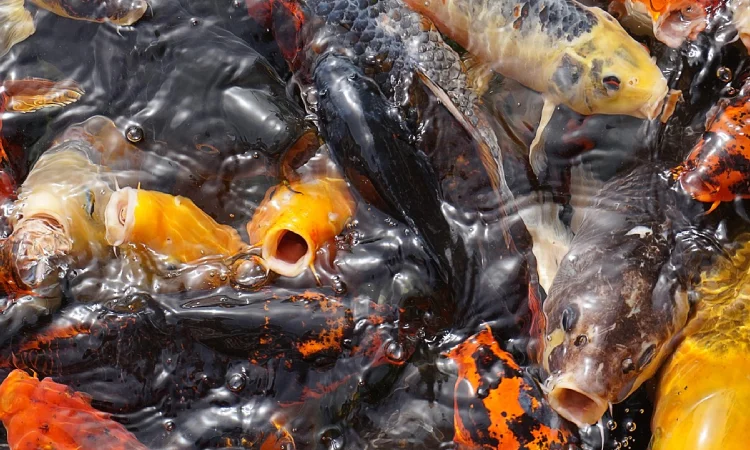 Jenis ikan mas, Sumber: pixabay.com