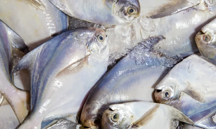 Keistimewaan ikan bawal air tawar, Sumber: ipb.ac.id