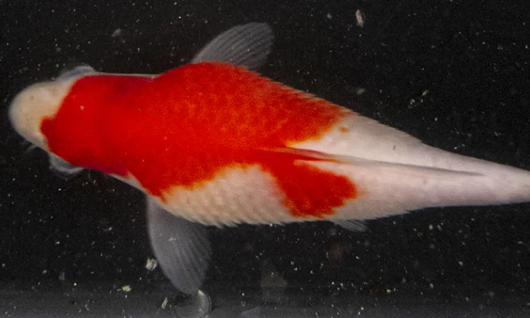 Mengatasi penyakit dropsy, Sumber: jpd-nd.com