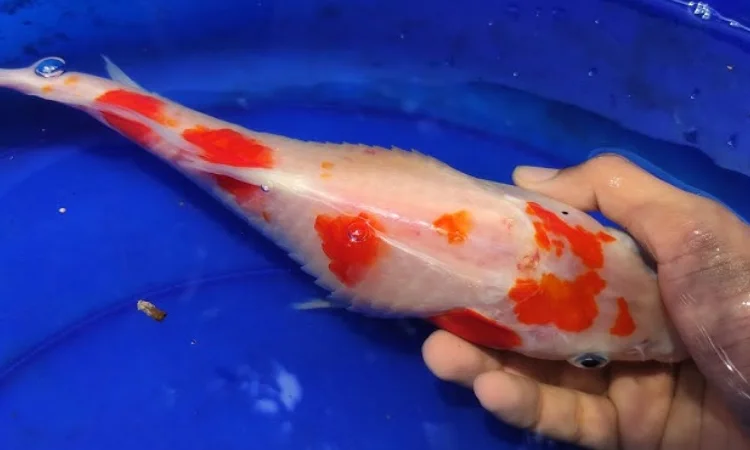Penyakit dropsy pada ikan koi, Sumber: youtube.com
