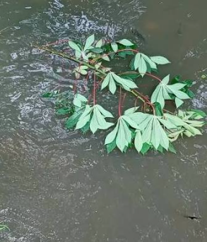 Daun Singkong