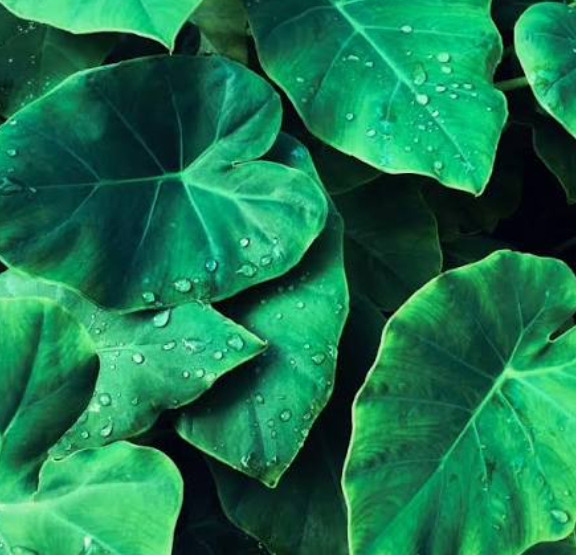 Daun Talas