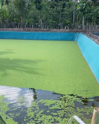 Azolla