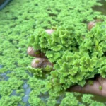pakan ikan alami, Sumber: googleusercontent.com