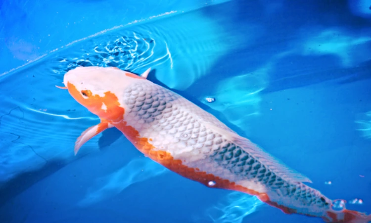 Asagi Koi, Sumber: koistory.com