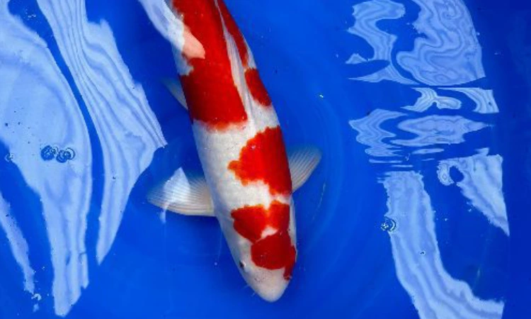 Koi Kohaku, Sumber: shirleyaquatics.co.uk