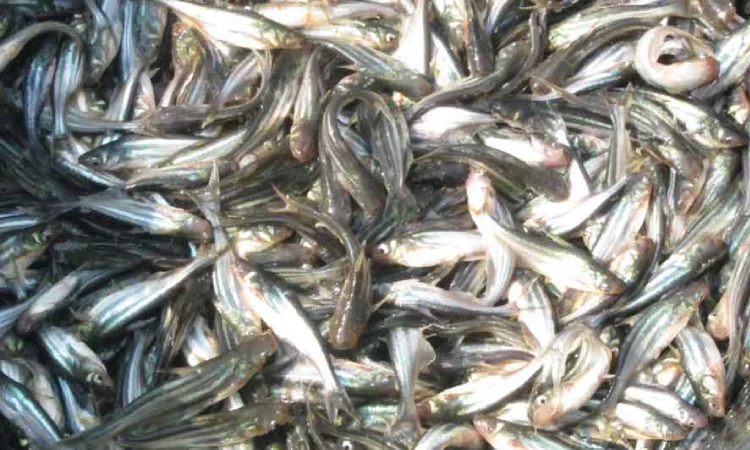 Penyebab ikan patin bau tanah, Sumber: kolamterpal.net