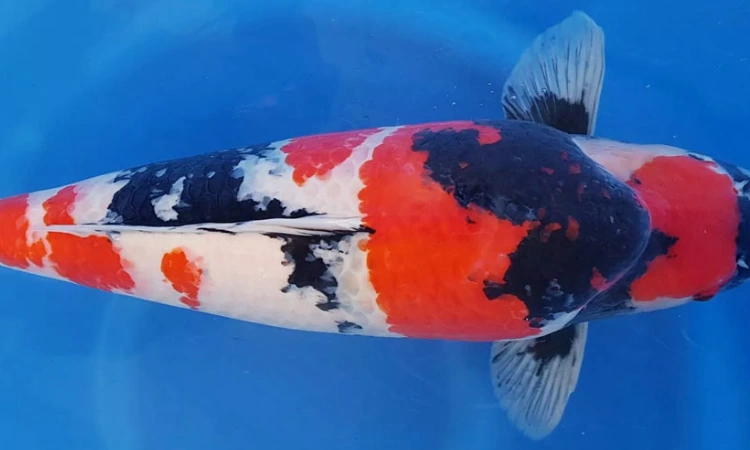 Showa Sanshoku, Sumber: pondexperts.ca