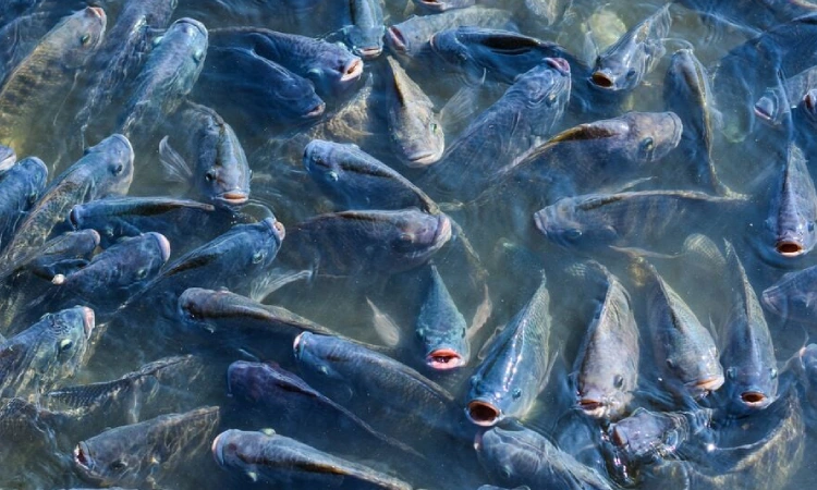 Sistem budidaya ikan intensif, Sumber: deheus.id