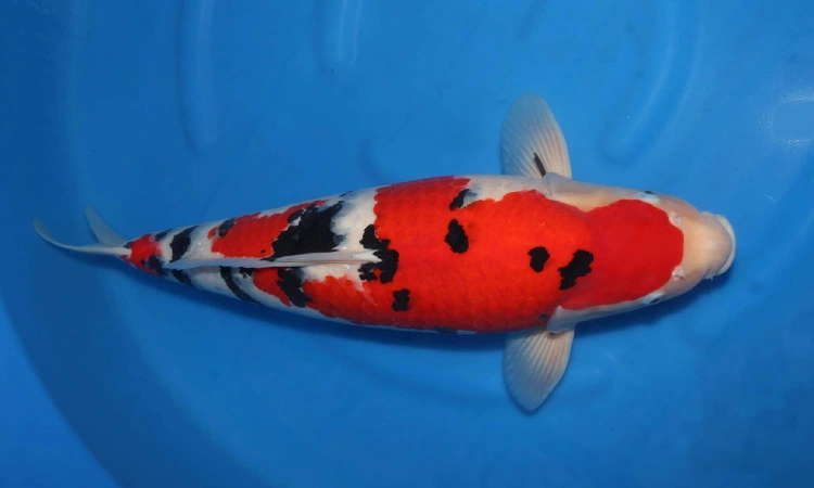 Taisho Sanke, Sumber: koistory.com