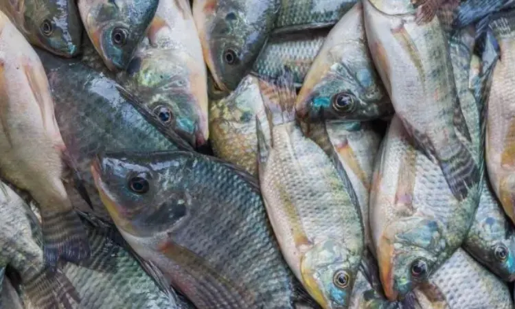 Keunggulan nila black prima, Sumber: adhasusanto.com