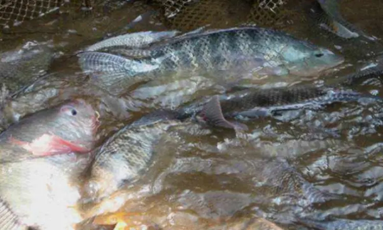 Masa panen gurame, Sumber: bulelengkab.go.id