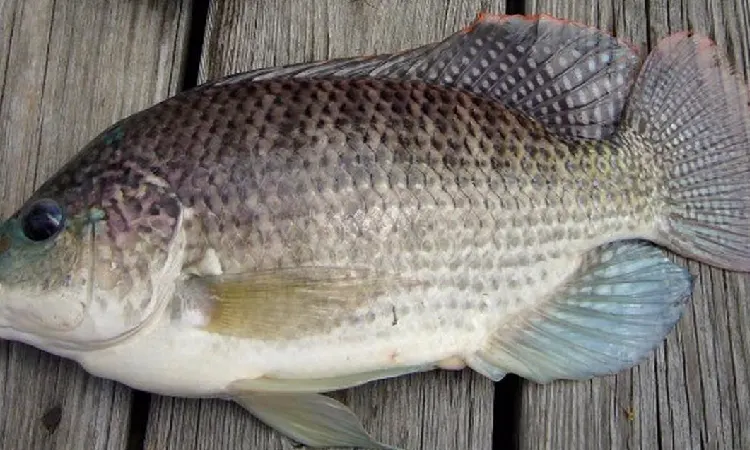 Mengenal nila black prima, Sumber: ralali.id