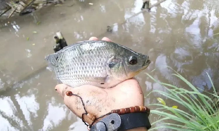 Tips budidaya nila black prima, Sumber: facebook.com