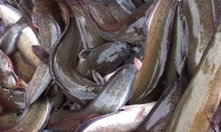 Ekspor lele, Sumber: bestmartvn.com