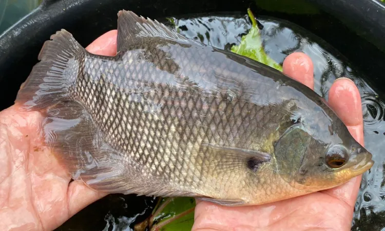 Gurame bastar, Sumber: jagadtani.com