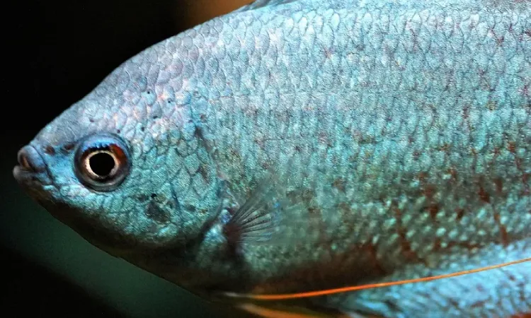 Gurame blue safir, Sumber: mediaini.com