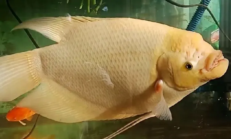 Gurame paris, Sumber: alfafarm.co.id