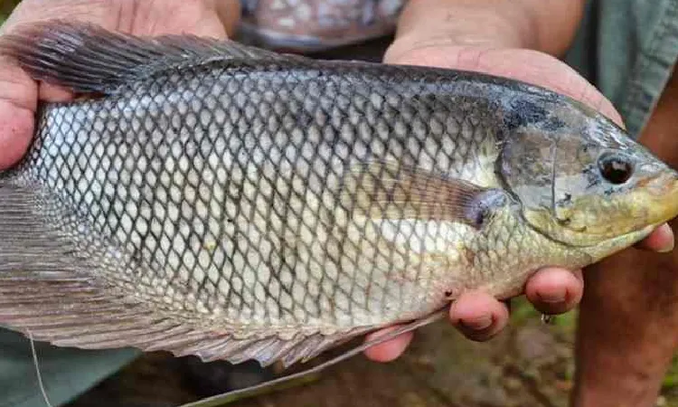 Ikan Gurame Soang, Sumber: pertanianku.com