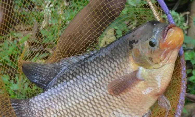 Jenis gurame, Sumber: curve-watersports.com