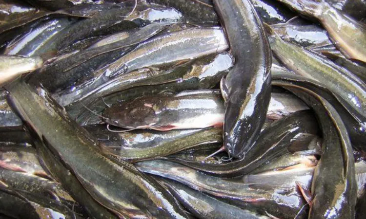 Strategi ekspor ikan lele, Sumber: megapenerjemah.com