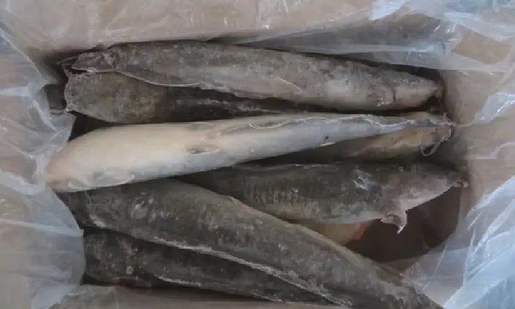 Tantangan ekspor lele, Sumber: made-in-china.com