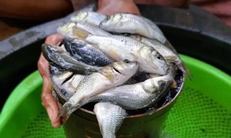 Bibit ikan mas majalaya, Sumber: shopee.co.id