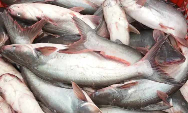 Ikan patin jambal banyak dibudidayakan, Sumber: pertanian.go.id