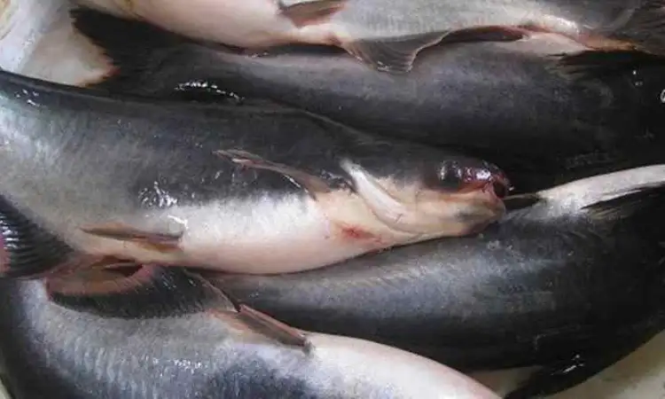 Tentang ikan patin jambal, Sumber: pertanianku.com