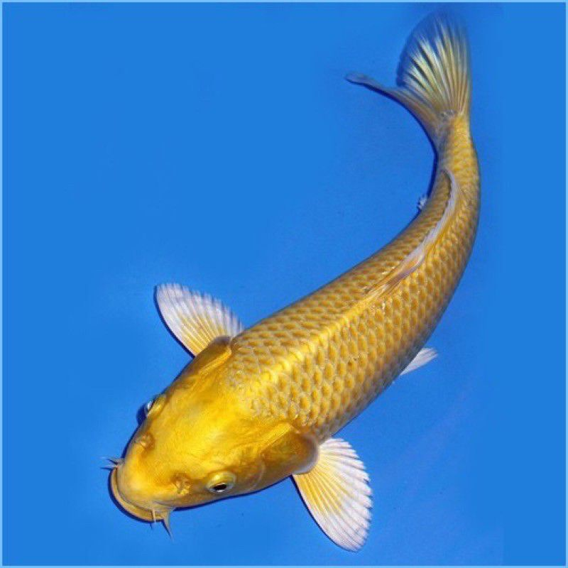 Ogon