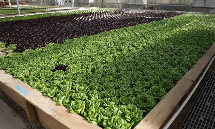 Deep Water Culture, Sumber: bootstrapfarmer.com