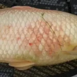 Aeromonas gurame, Sumber: gdm.id