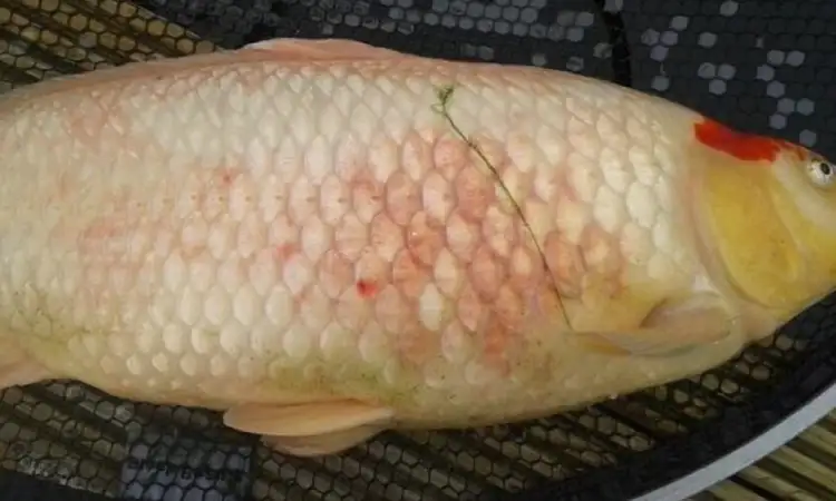 Aeromonas gurame, Sumber: gdm.id