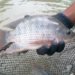 Budidaya ikan nila, Sumber: alfafarm.co.id